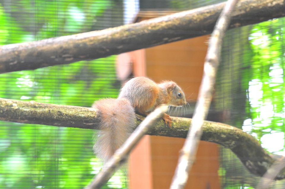 Belfast Zoo has so far released 30 red squirrels into the wild (Picture: Belfast Zoo).