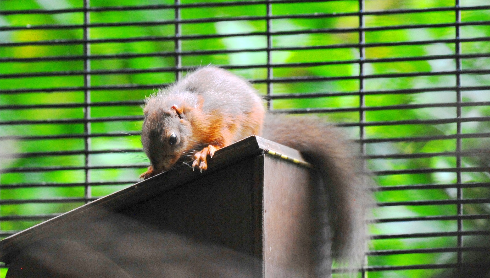 Upload Belfast Zoo Red squirrel kitten front 2020 DATE UNKNOWN CREDIT BELFAST ZOO .jpg