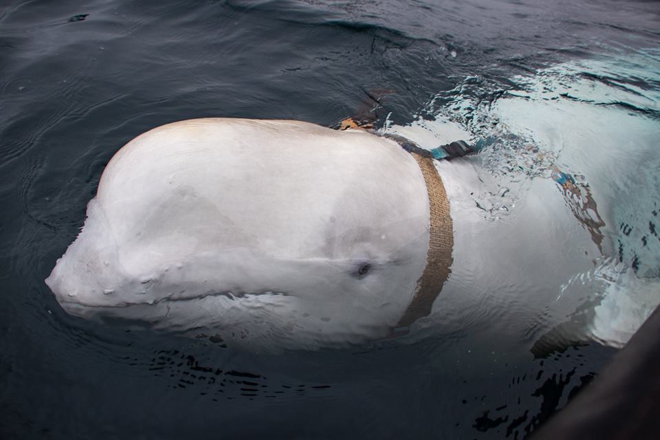 Beluga whale found in Norway 270419 CREDIT Jørgen Ree Wiig, Directorate of Fisheries