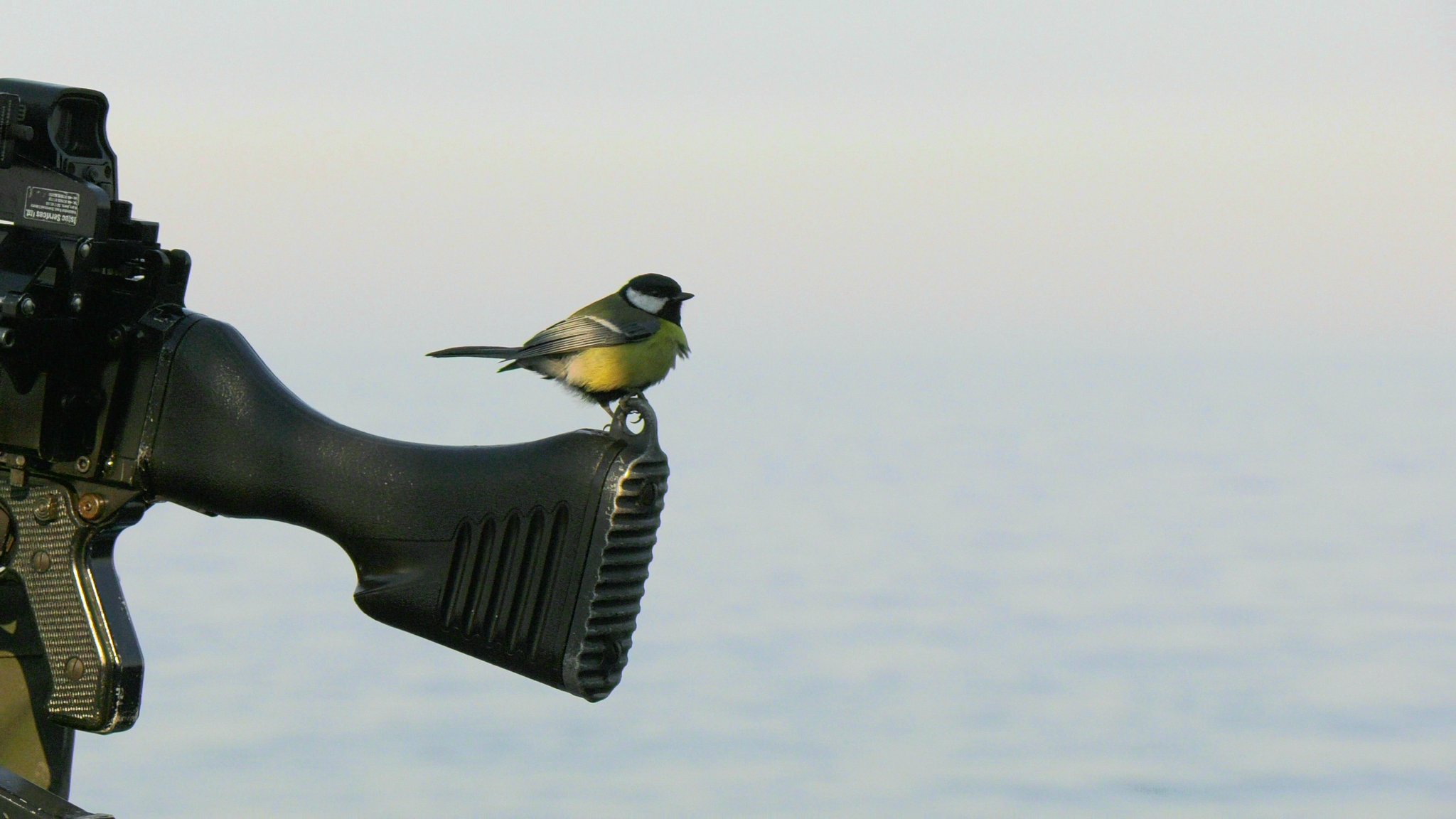 Bird that visited HMS Richmond while in the Baltic Sea