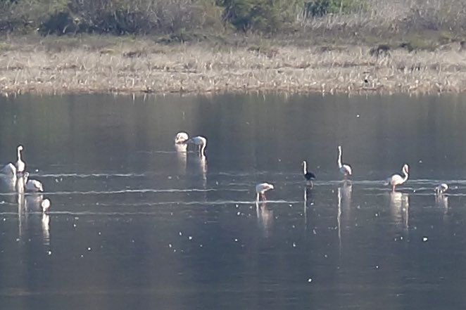 Black flamingo 'melani' makes a return to Cyprus 19072022 CREDIT BFCyprus.jpg