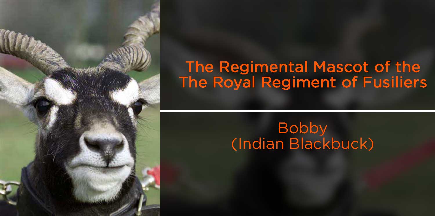 Bobby (Indian Blackbuck antelope) - Fusiliers regimental mascot