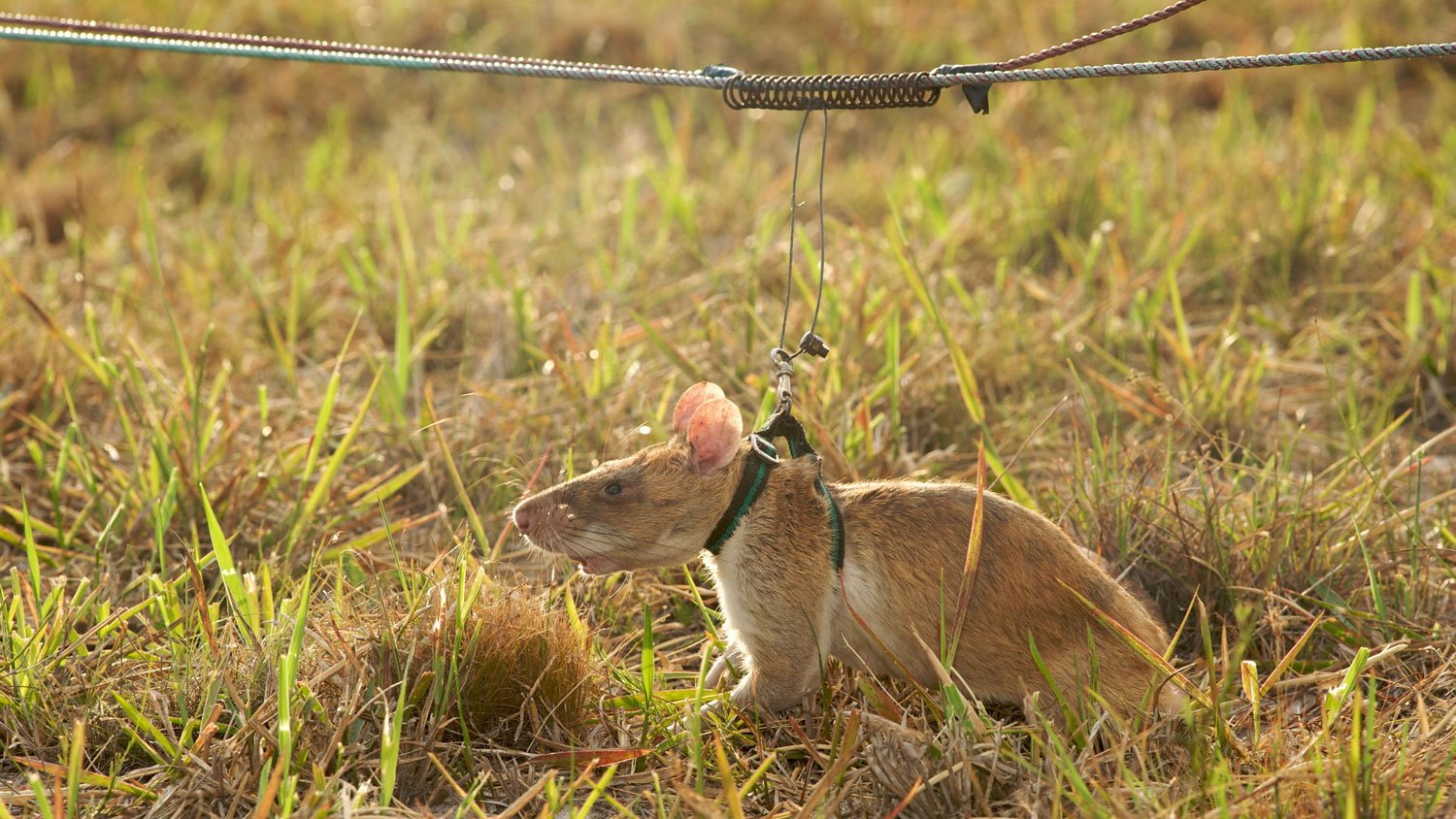Giant African Pouched rat being trained by the Belgian Mine Action goup APOPO for use in demining programs in Mozambique Credit Eric Nathan / Alamy Stock Photo