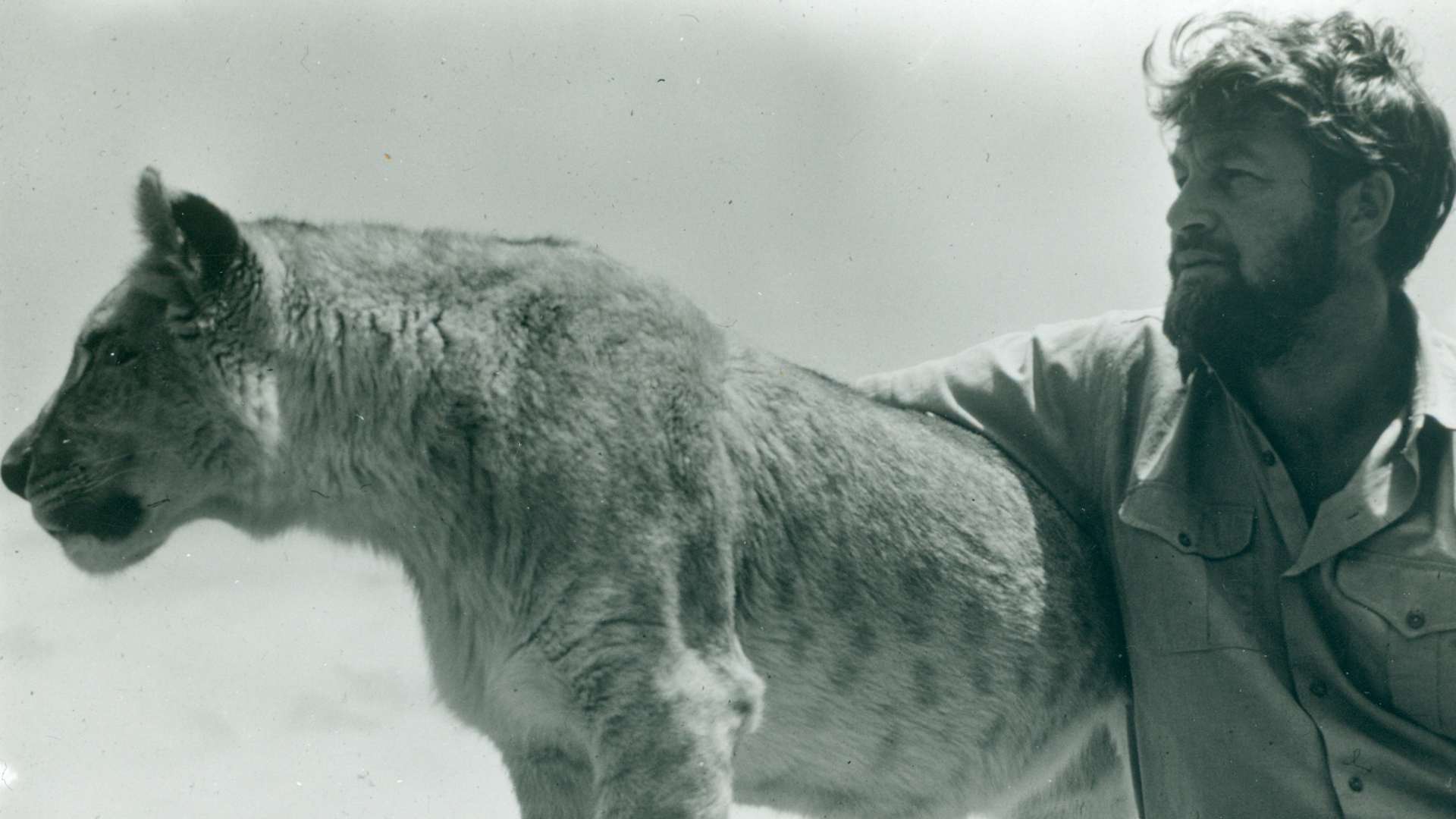 Born Free film star and charity founder Bill Travers pictured with a lion (Picture: Born Free Foundation).