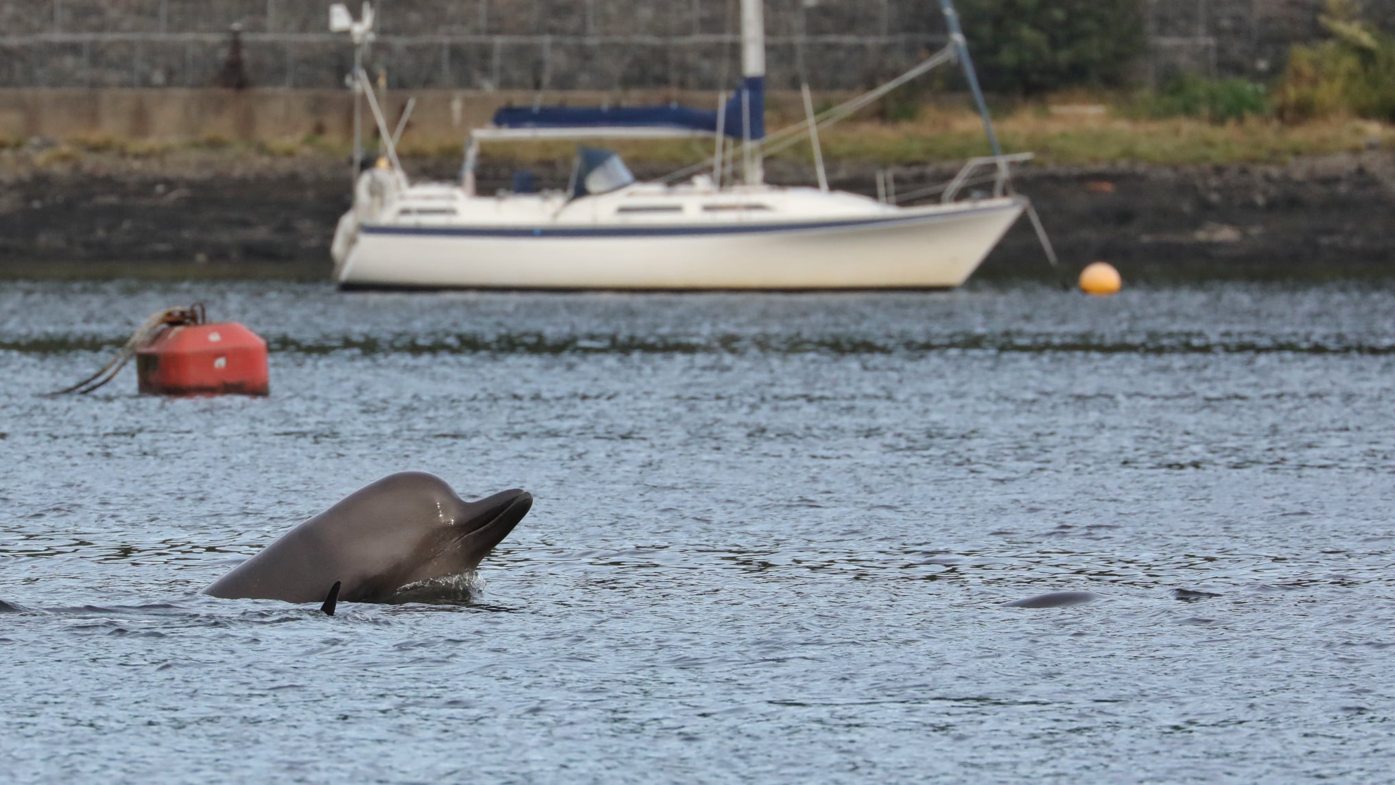 Bottlenose whale in Clyde