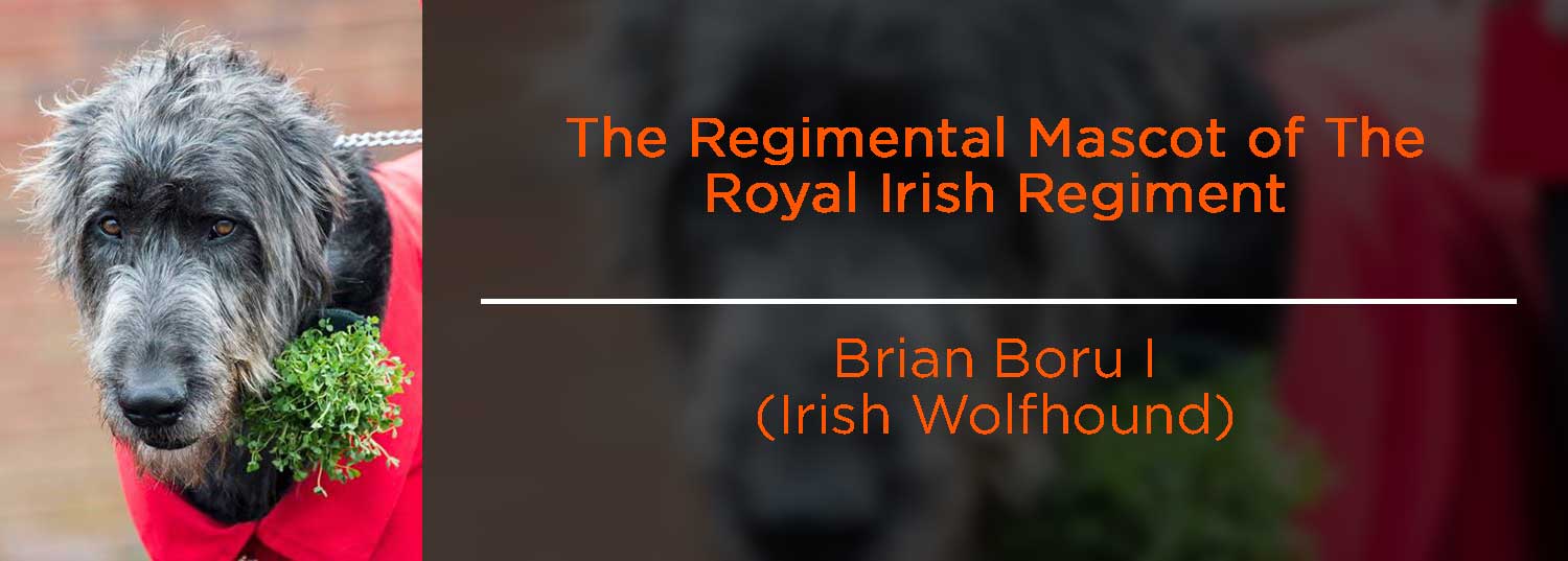 Brian Boru I (Irish Wolfhound) - Royal Irish regimental mascot