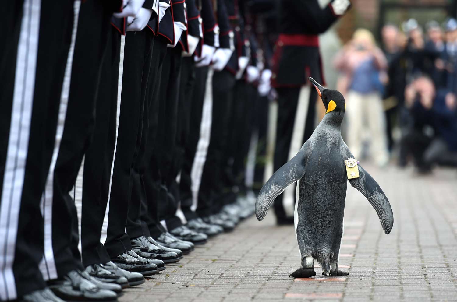 VIP (Very Important Penguin) Promoted To Brigadier VIP (Very Important Penguin) Promoted To Brigadier
