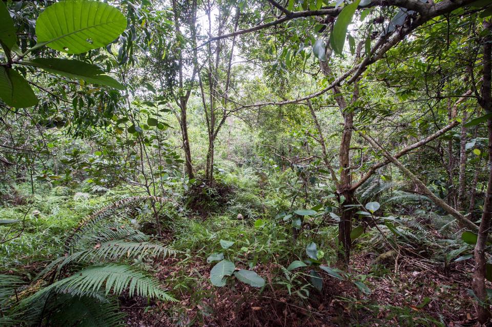Can You Spot The 12 Soldiers In The Jungle?