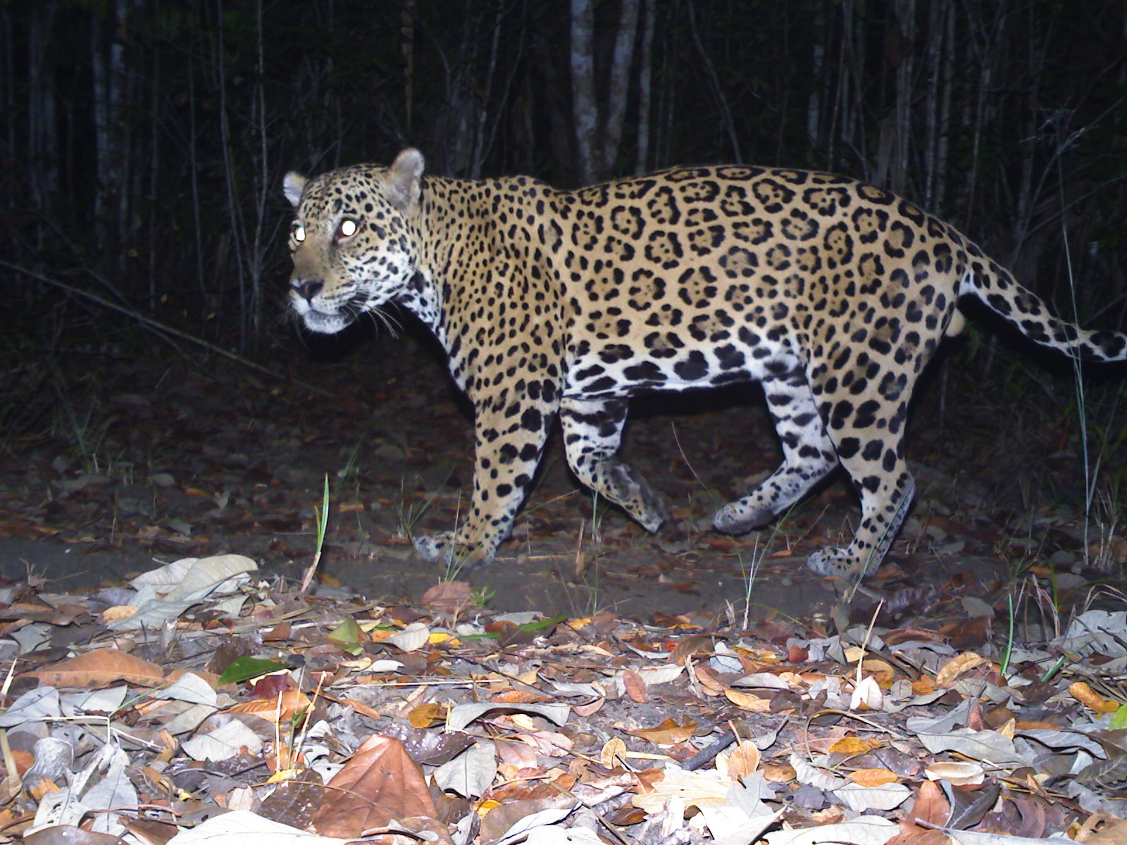 British Army Training Support Unit Belize BATSUB conservation Belize Jungle Jaguar 23102020 CREDIT MOD