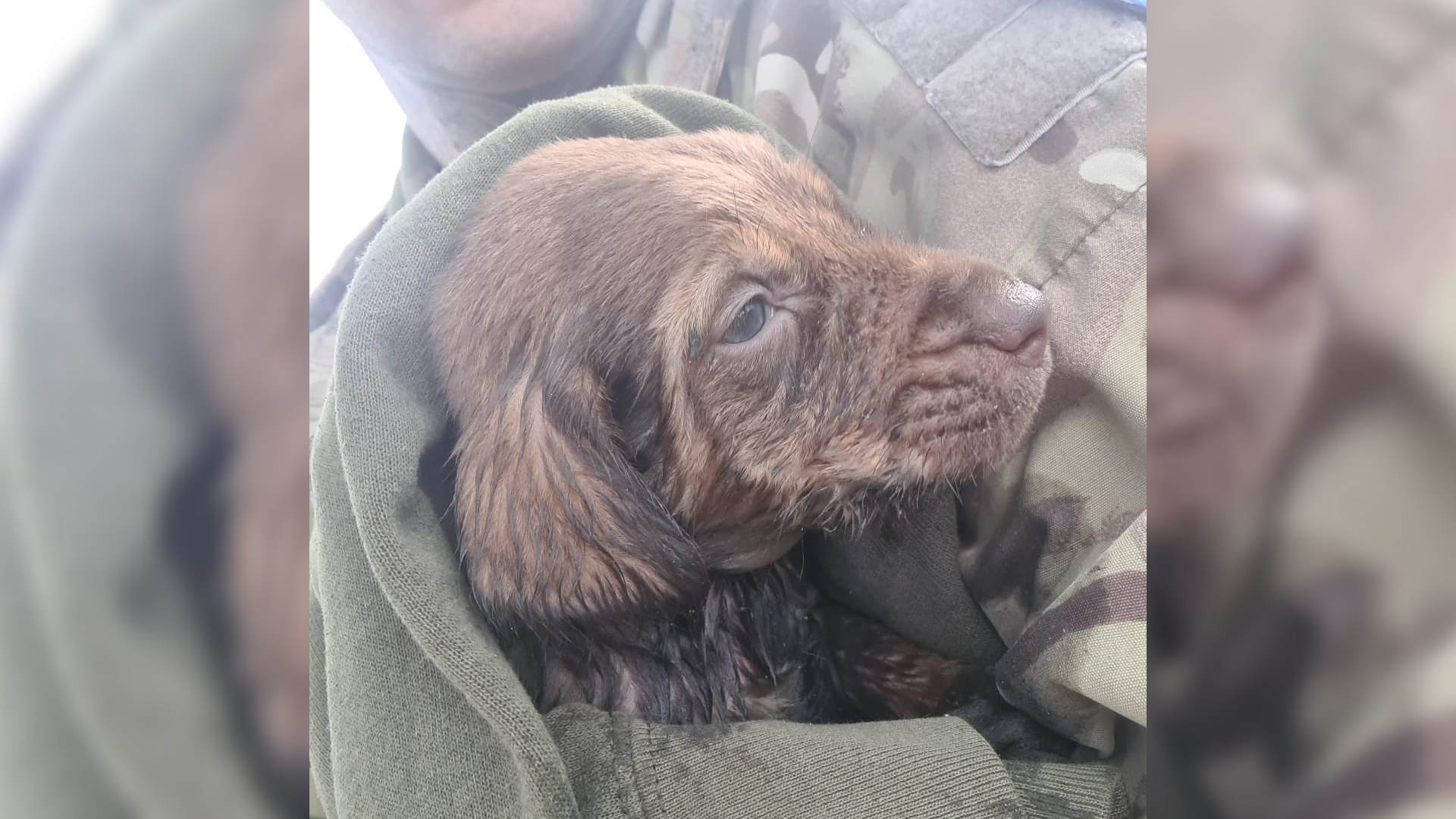 One of the rescued puppies with a British Army peacekeeper