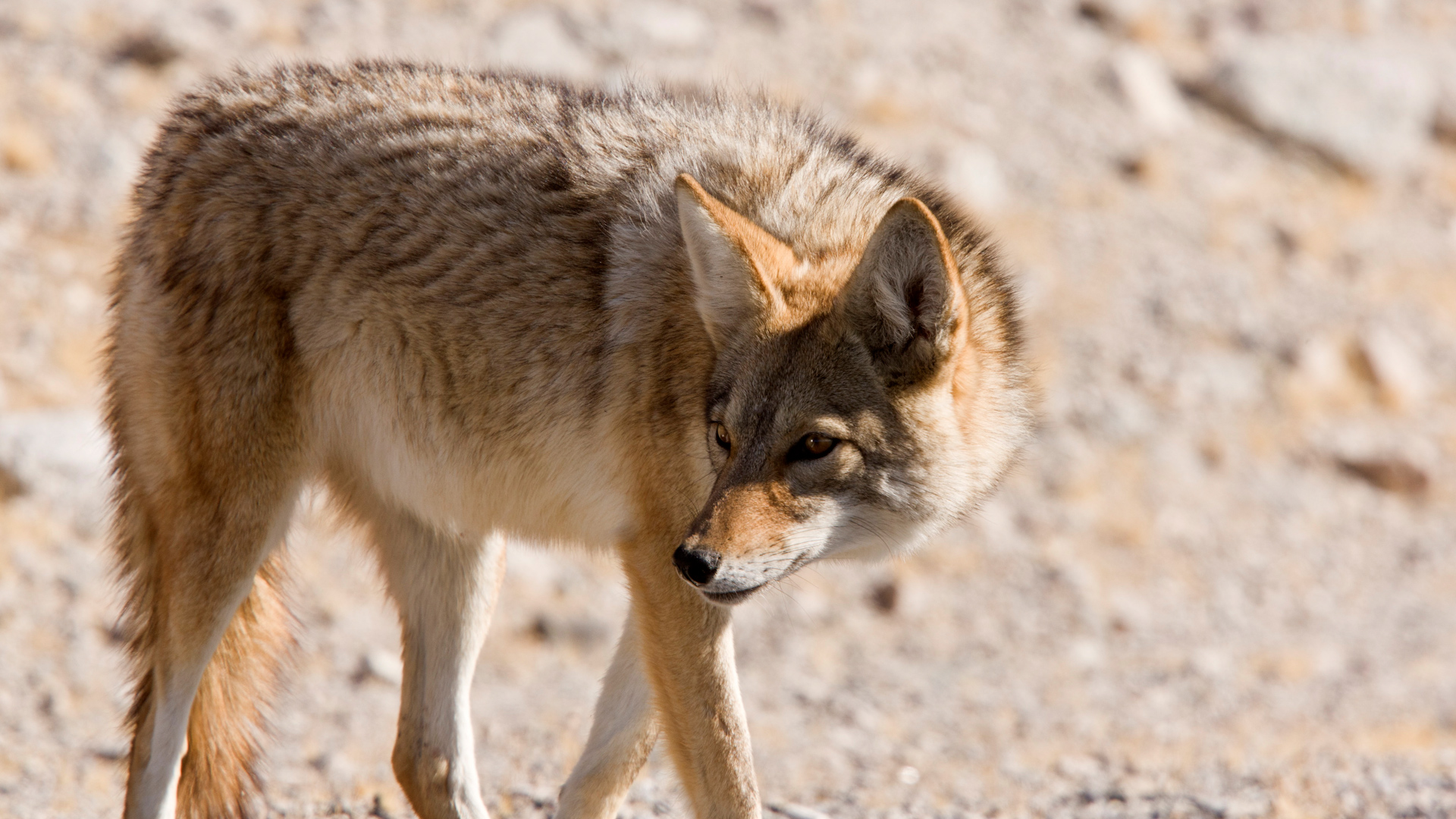 Coyote, American jackal or prairie wolf, Canis latrans, surviving in dry desert conditions. Death Valley, California,