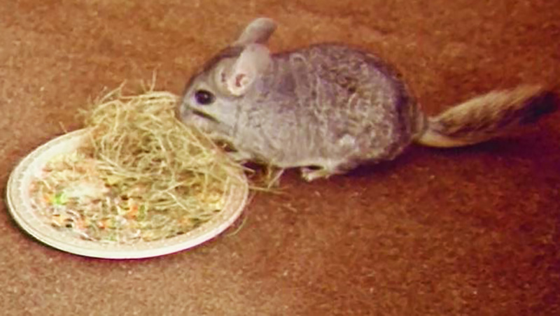 Basil the sex-starved Chinchilla 1988