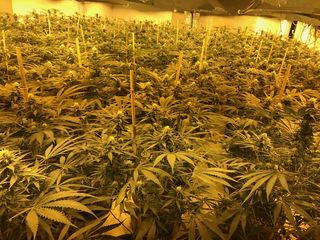 Cannabis Police handout