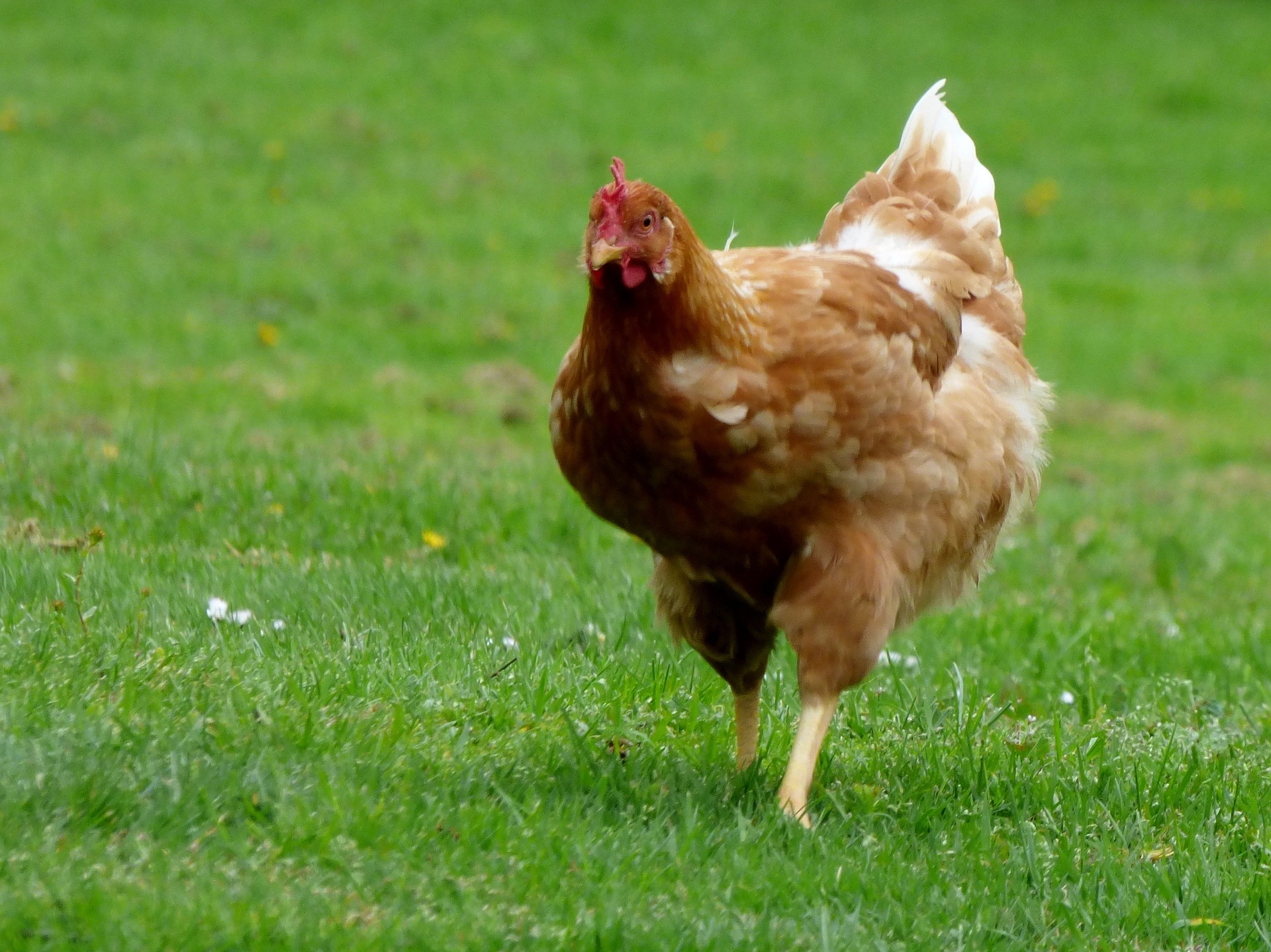 MoD Pays Compensation To Farmers For 'Scaring Chickens To Death'