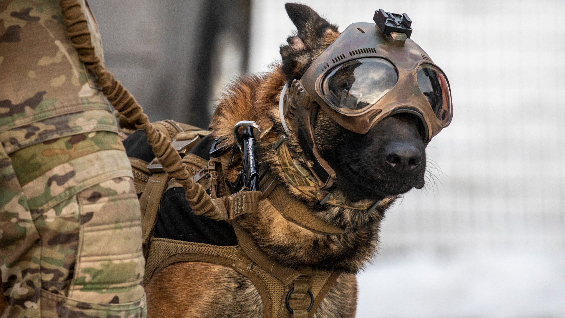 Chinooks on Op PELEDA were visited by working dogs and their handlers at Amari Air Base, Estonia