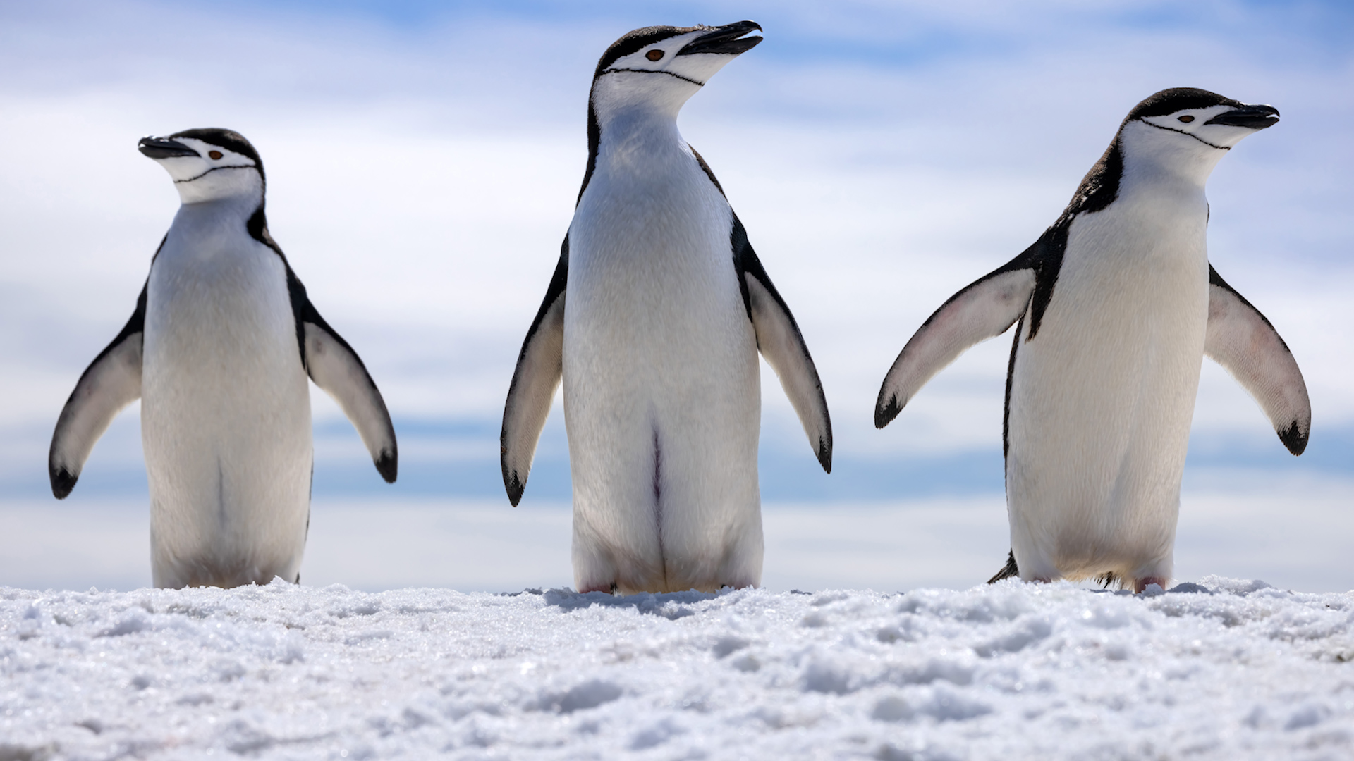 Chinstrap penguins Brabant Island HMS Protector 070224 CREDIT ROYAL NAVY