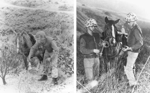 Sergeant Reckless in the Korean War