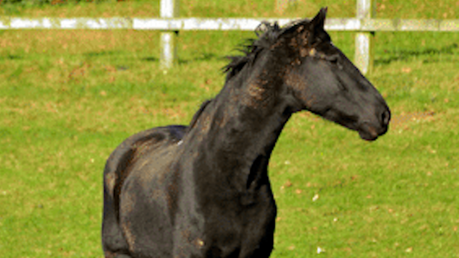 Commando the horse, formely of the Household Cavalry, at the Horse Trust 290924 CREDIT The Horse Trust