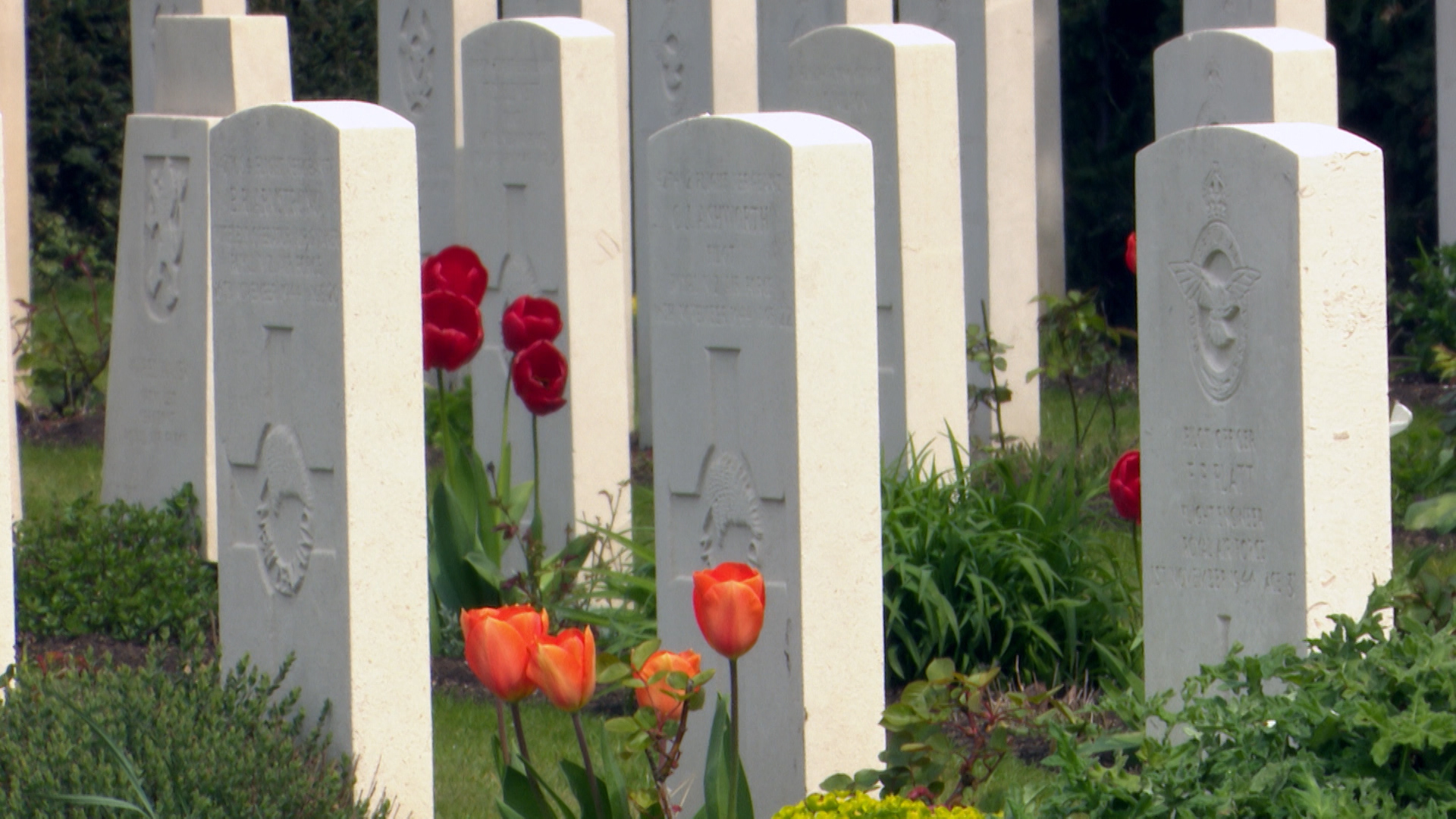 Commonwealth gardens 100 anniversary 290419 CREDIT BFBS.jpg