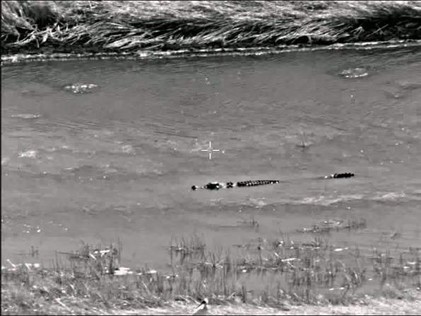A crocodile caught through the state-of-the-art electro/optic camera on a Royal Marines Wildcat helicopter
