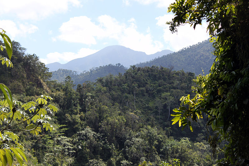 Cuban Jungle Hills