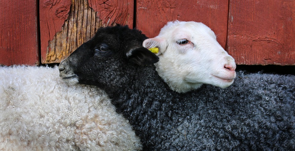 RAF Flights "Scaring Newborn Lambs And Pregnant Goats"
