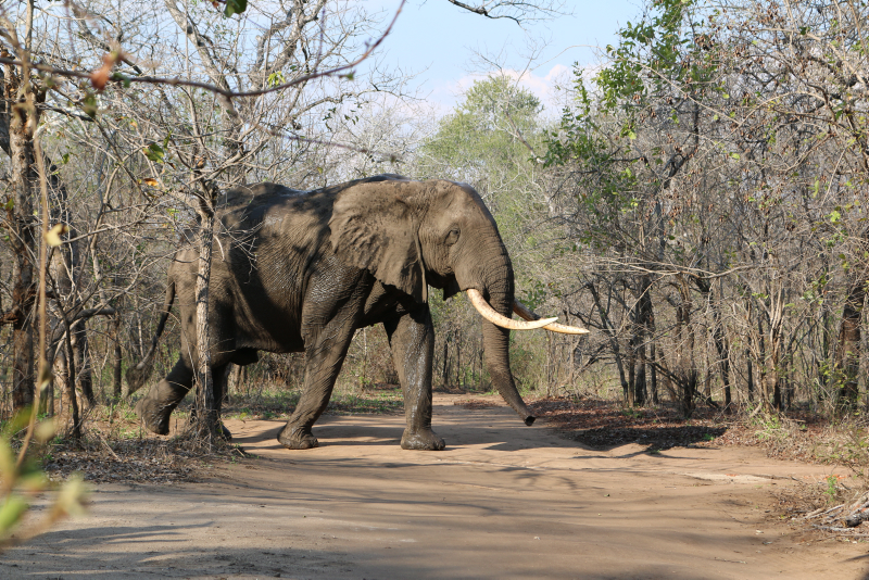 Wildlife in Africa