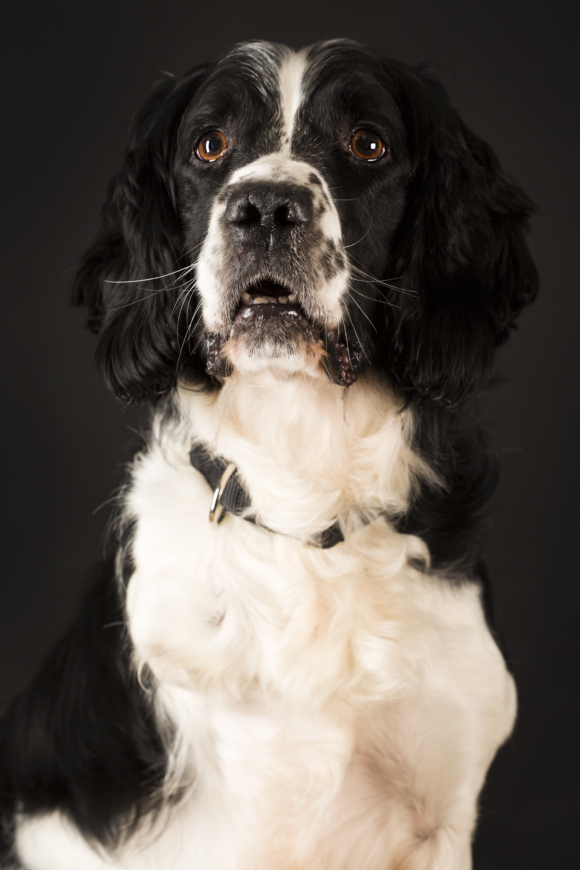Dee the Dog 