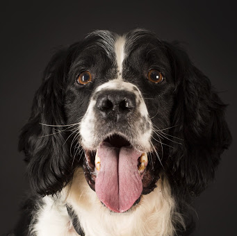 Veteran's Charity Is Top Dog
