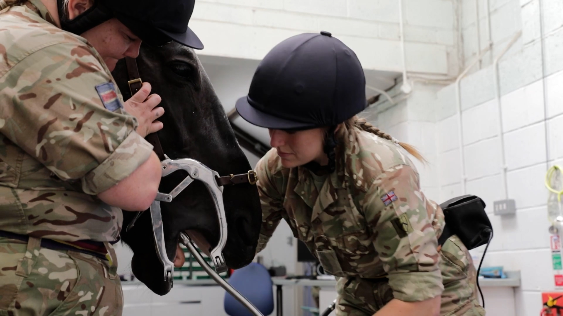 Dental check for Household Cavalry horse military vets Defence Animal Training Regiment 120723 CREDIT BFBS