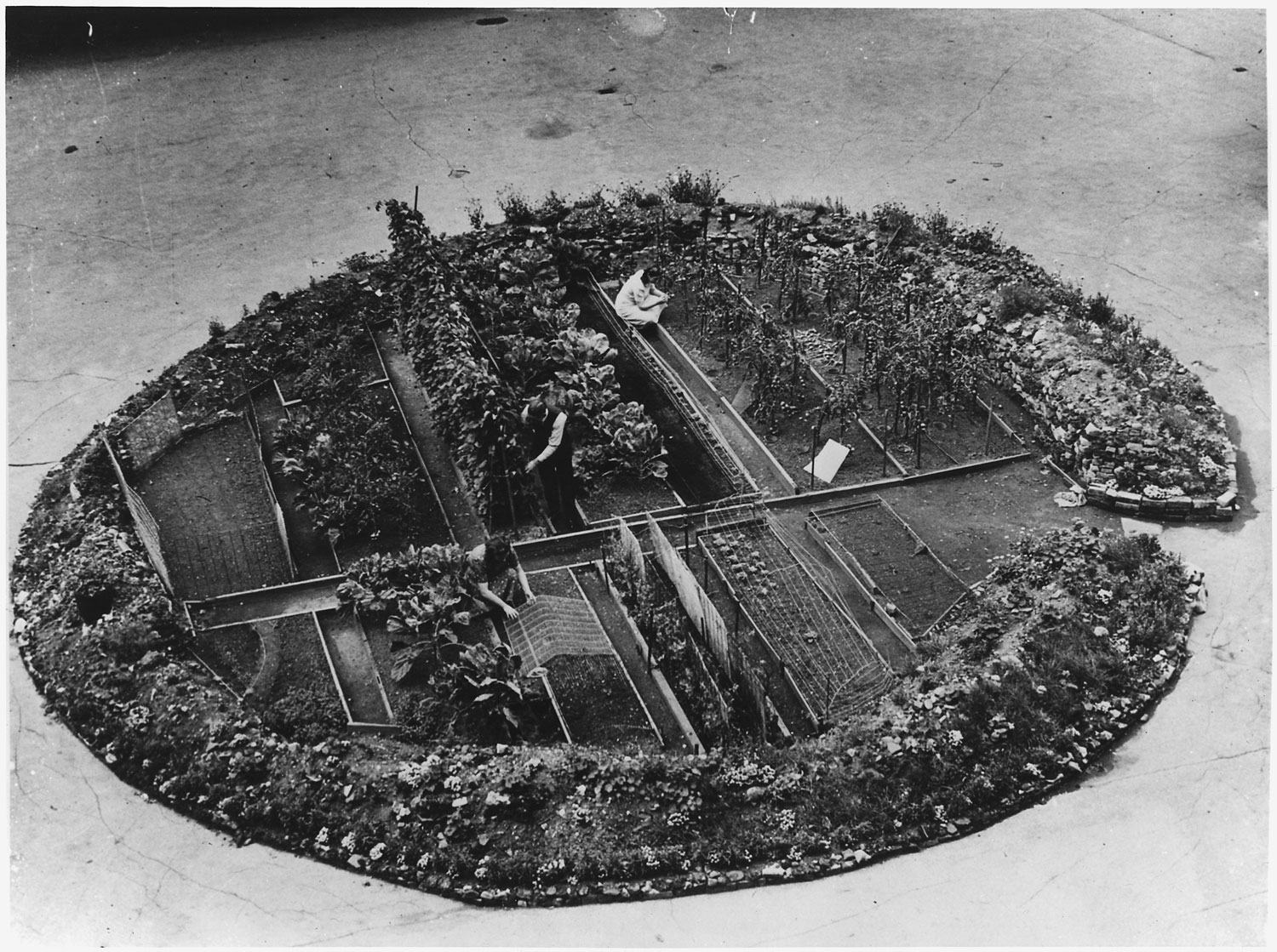 London Victory Garden, WWII