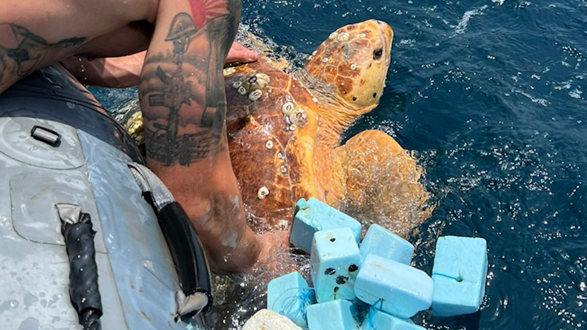Diver Harry Thomas prepares to set the turtle on its way with the fishing nets removed 01092023 CREDIT Royal Navy
