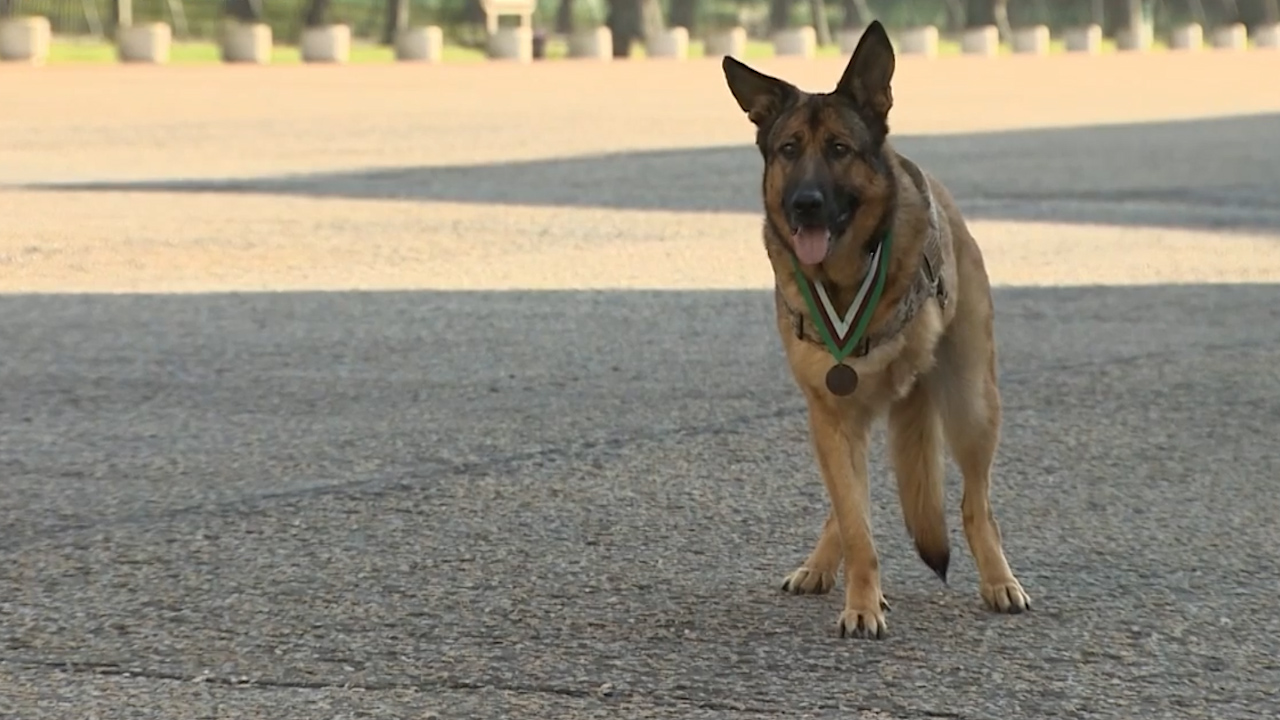 In more recent times, military working dogs have been honored with the Dickin Medal for their invaluable contributions to modern warfare