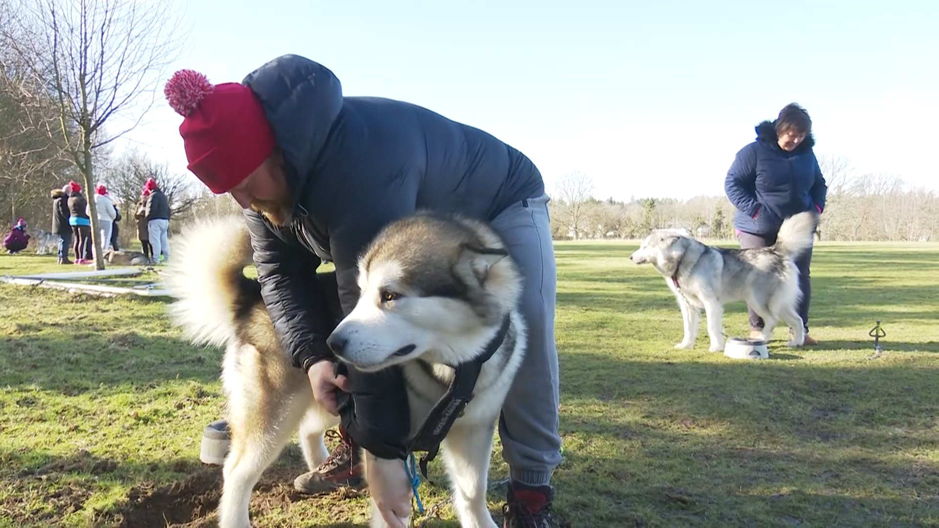 Dog sledding at Catterick 050319 SOURCE Forces News