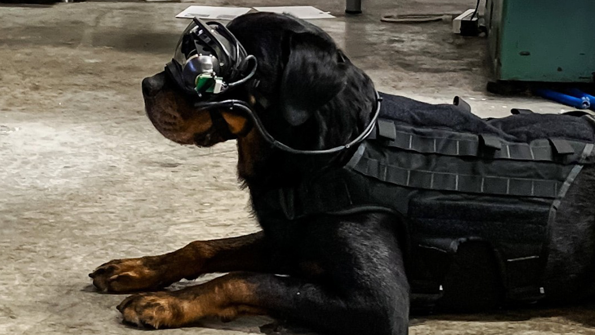 Dog wear initial prototype of augmented reality goggles for military working dogs 061020 CREDIT Command Sight