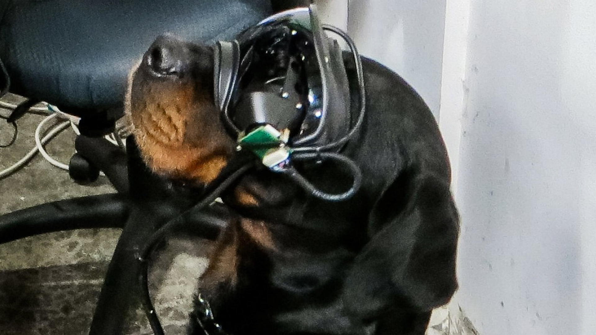 Dog wears augmented reality goggles for military working dogs 061020 CREDIT Command Sight
