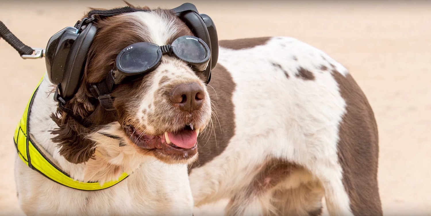 The Stylish Gear Protecting The Armed Forces Four Legged Friends The Stylish Gear Protecting The Armed Forces Four Legged Friends