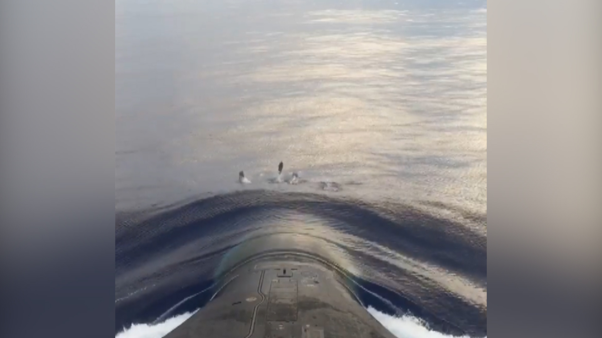 Dolhpins In Surf Of HMS Vanguard