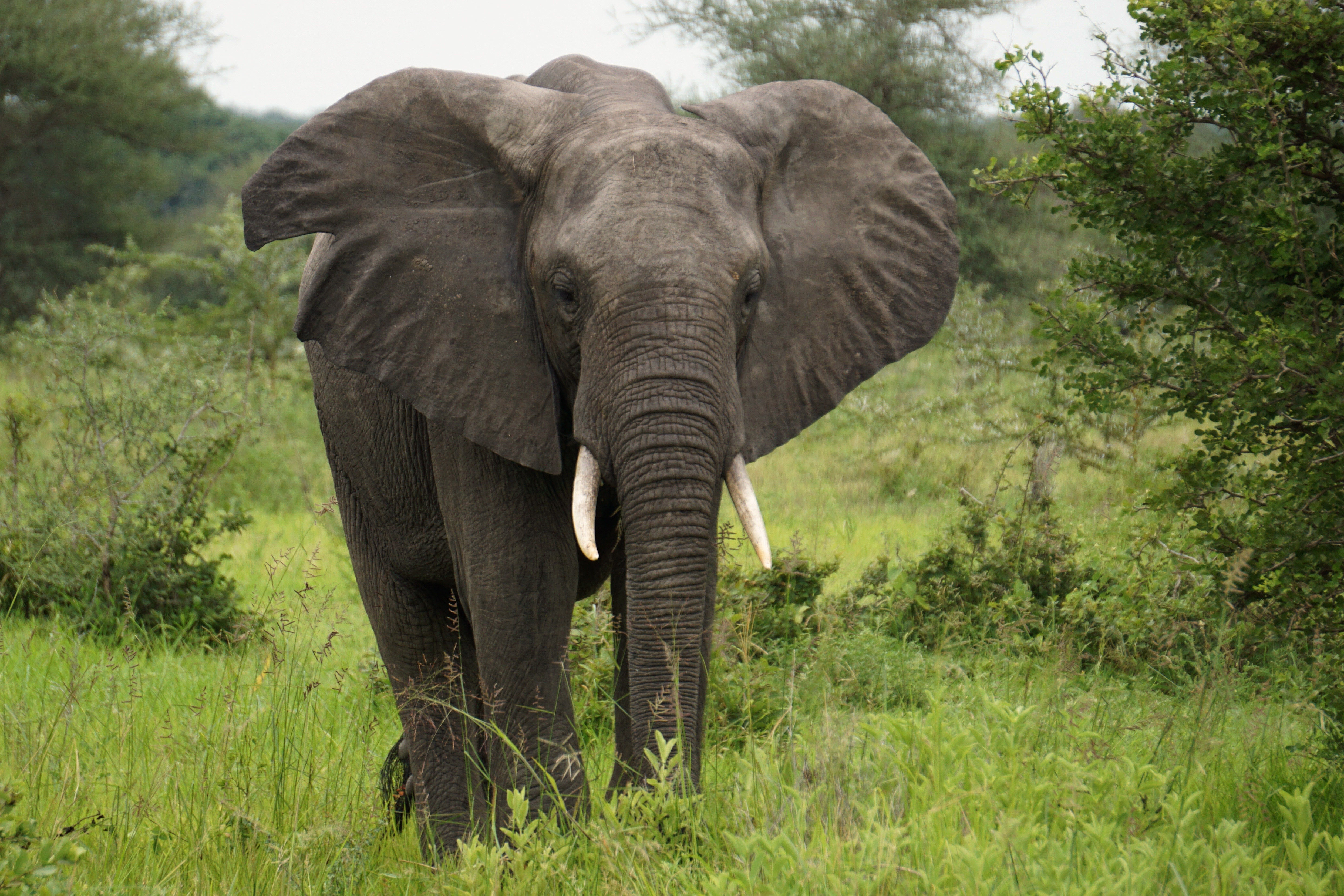 African Elephant roams free at the Selous Reserve in Tanzania Credit DVIDS Timothy Ryan