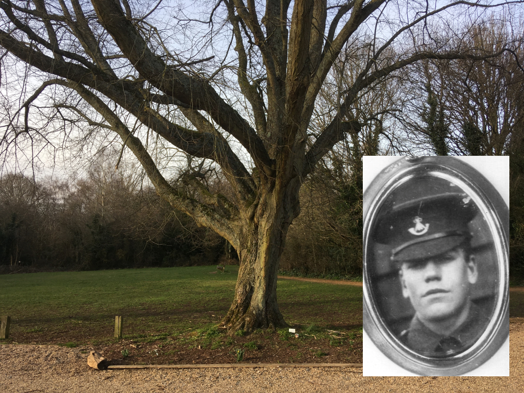 Ernest Johnson British World War 1 soldier picture and memorial tree in Tylers Green