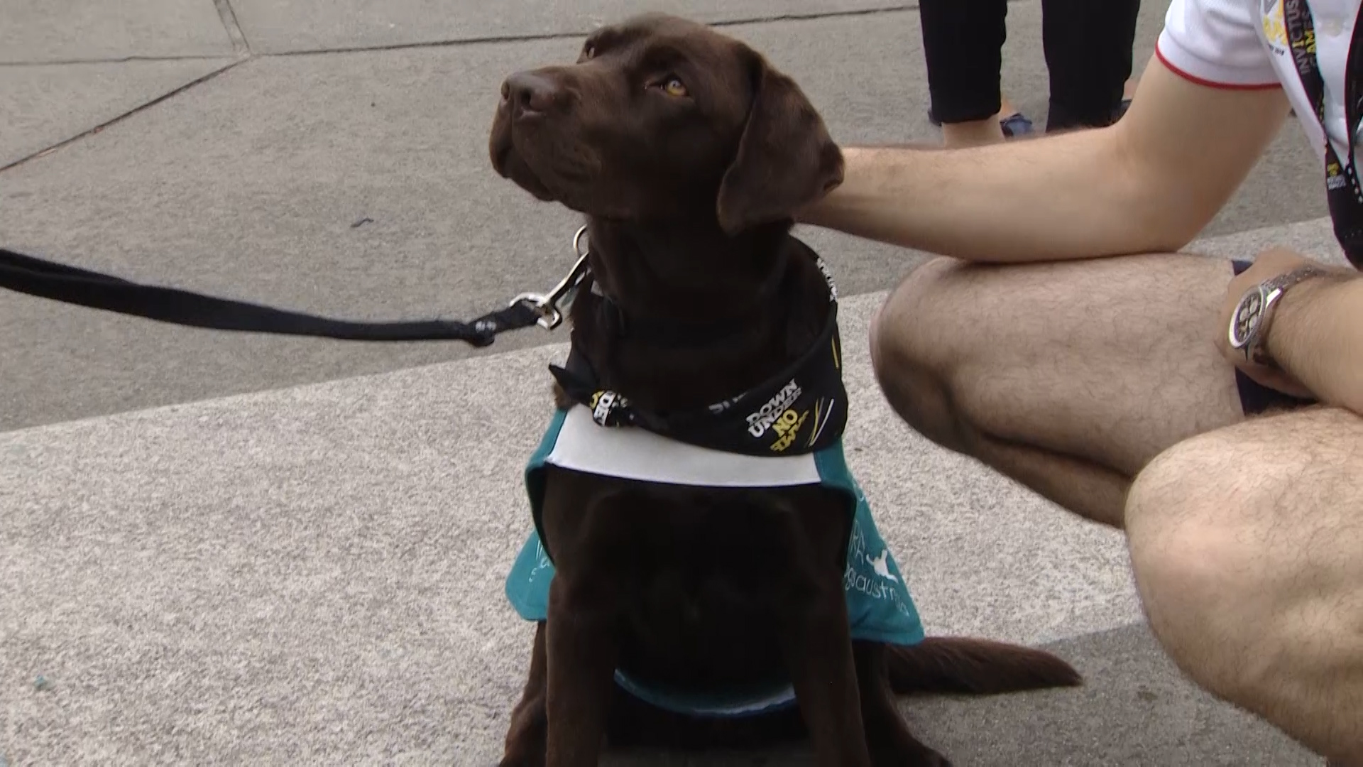 Invictus dogs