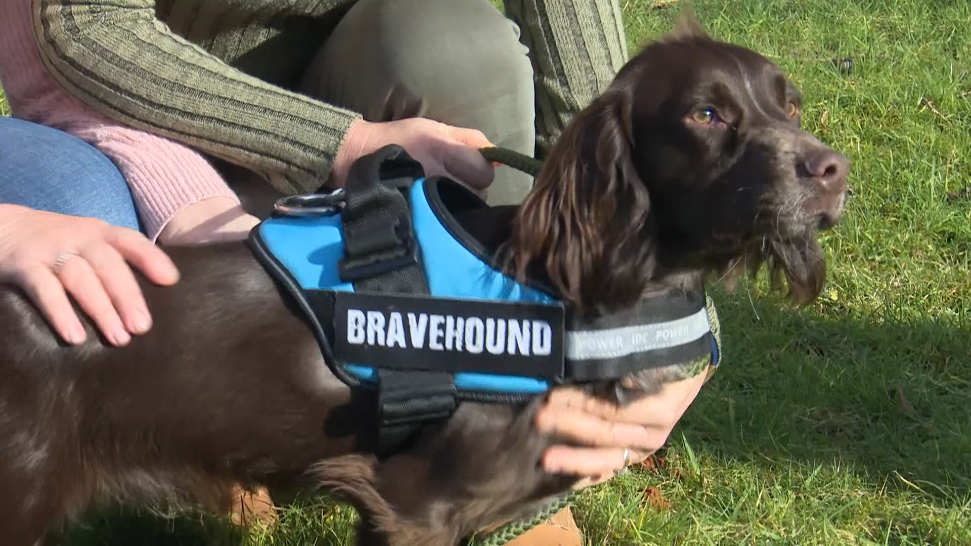 Bravehound pkg- Antis 