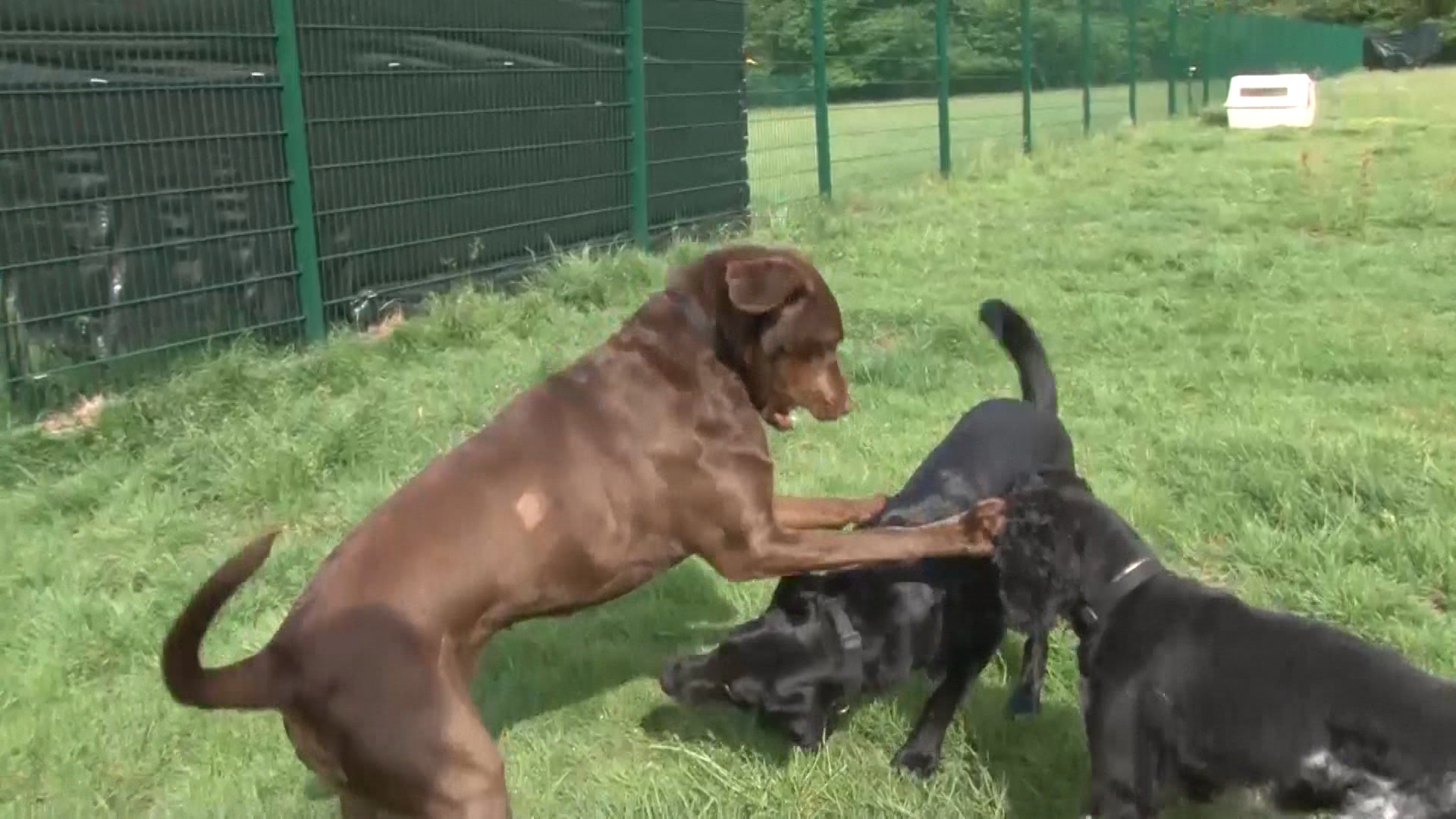 Sennelager military dogs