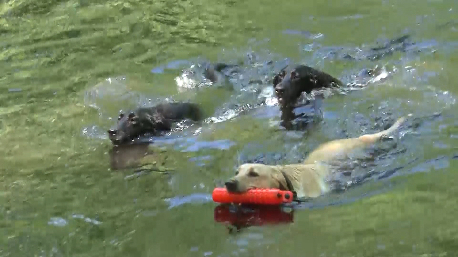 Sennelager dogs paddling
