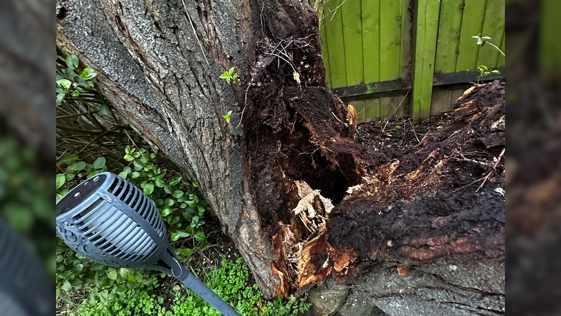 Fallen tree CREDIT emma sagar Twitter .jpg 