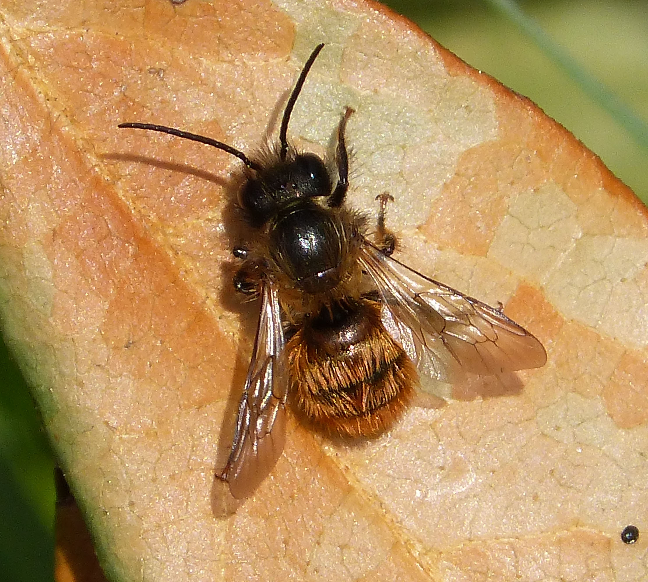 A female Red Mason bee (Picture: gailhampshire/Flickr).