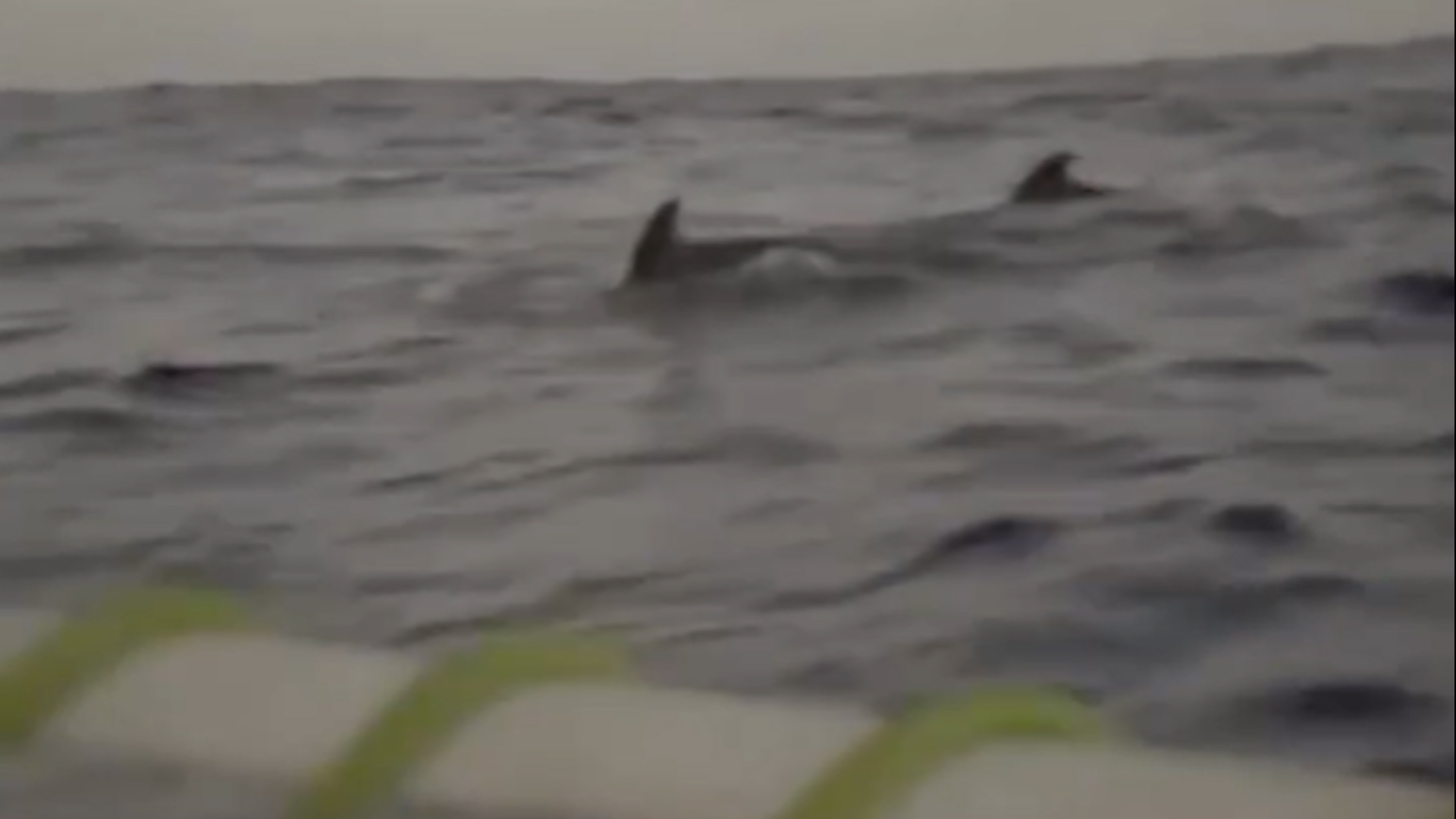 Female team of Royal Navy sailors joined by dolphins on World's Toughest Row 12012025 CREDIT HMS Oardacious