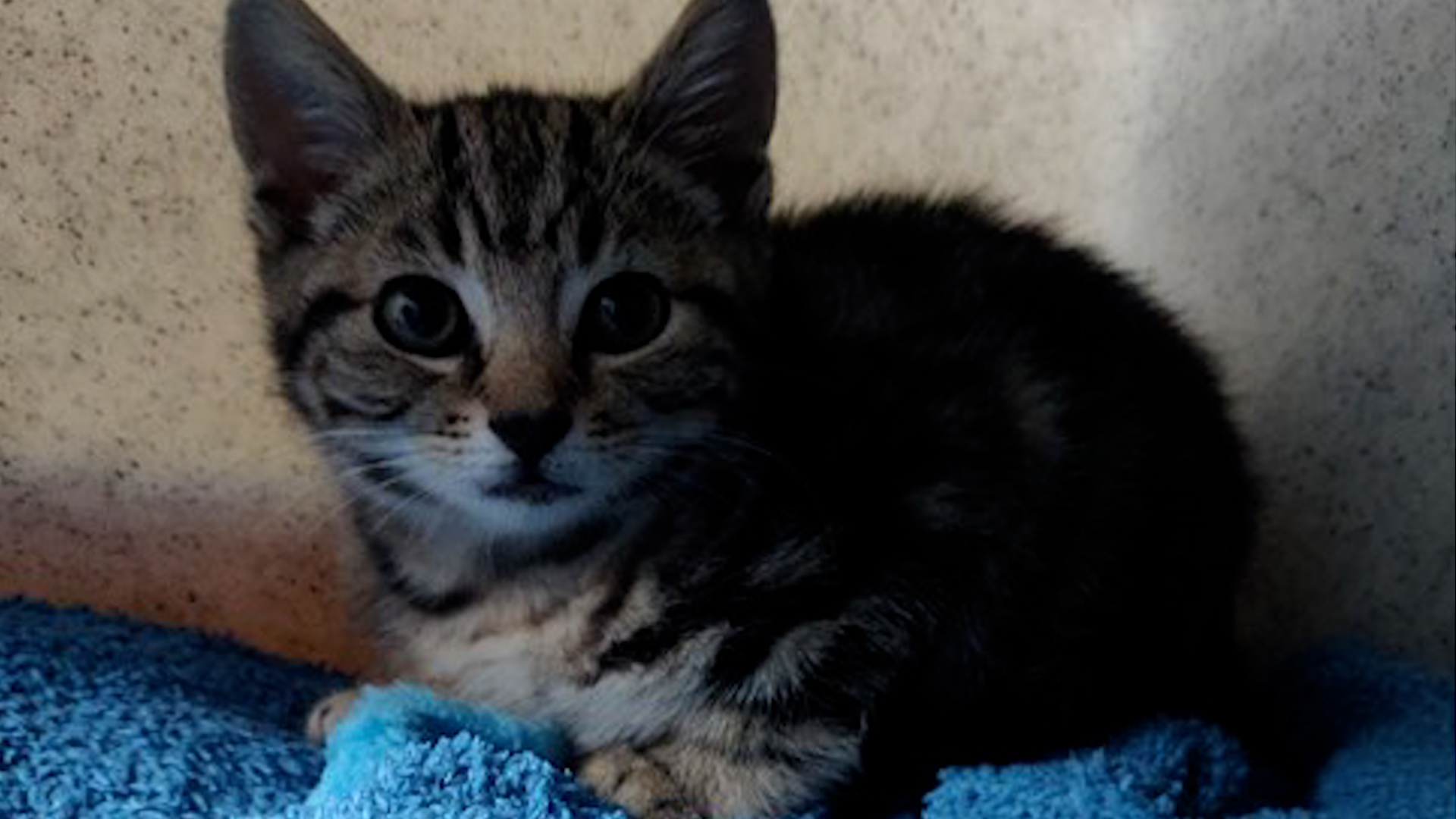 Fergie the grey tabby kitten (Picture: Cats Protection).