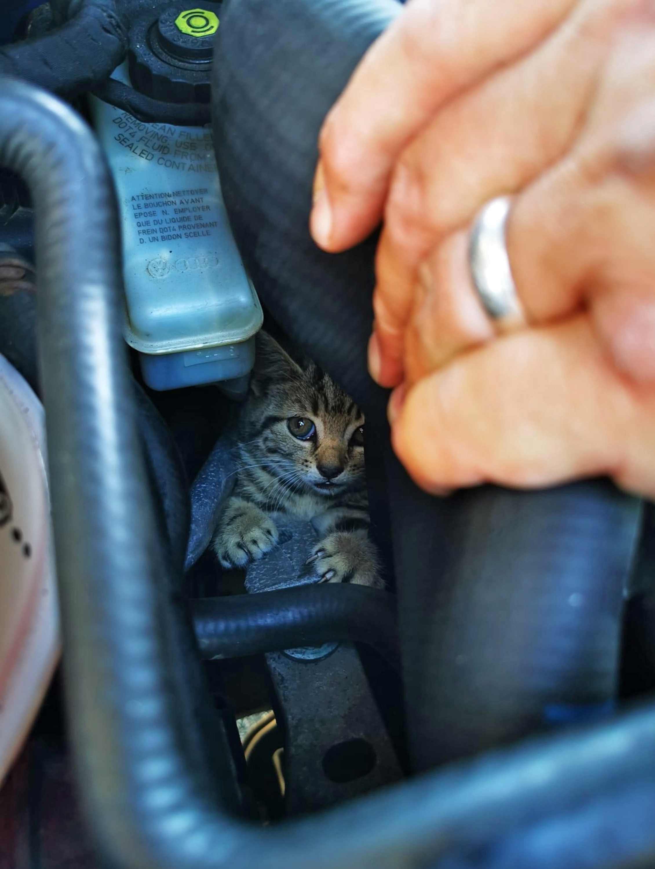 Fergie the kitten peeks out from the engine space of a VW Golf at RNAS Culdrose