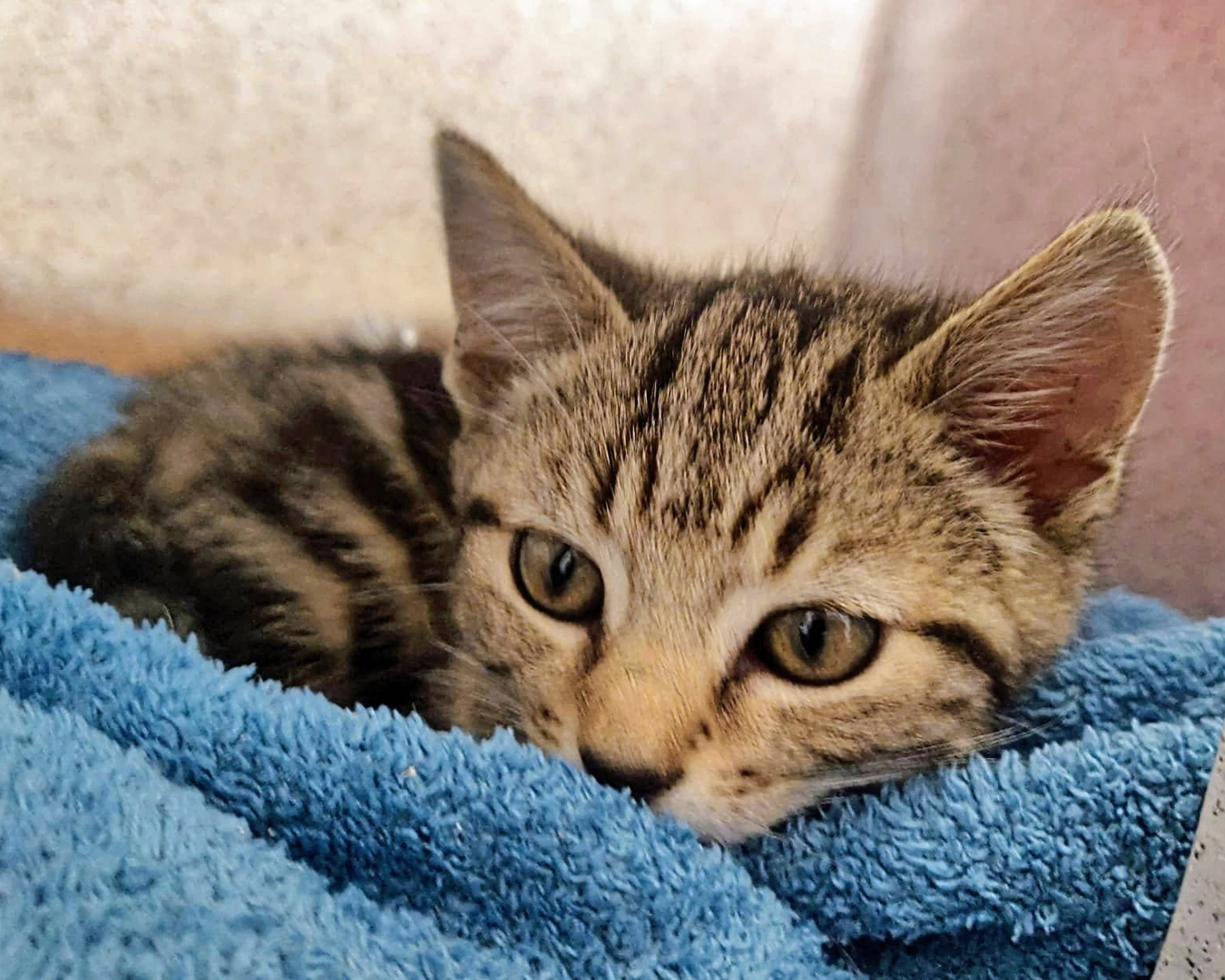 Fergie the grey tabby kitten (Picture: Cats Protection).